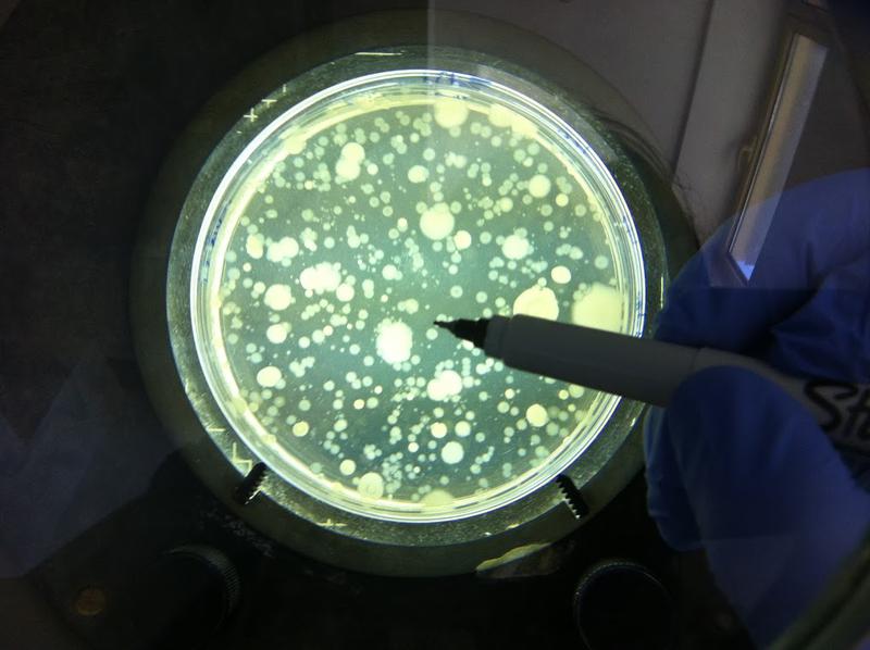Proposed SPDES Update: E. coli, Enterococci, and the New York Bay