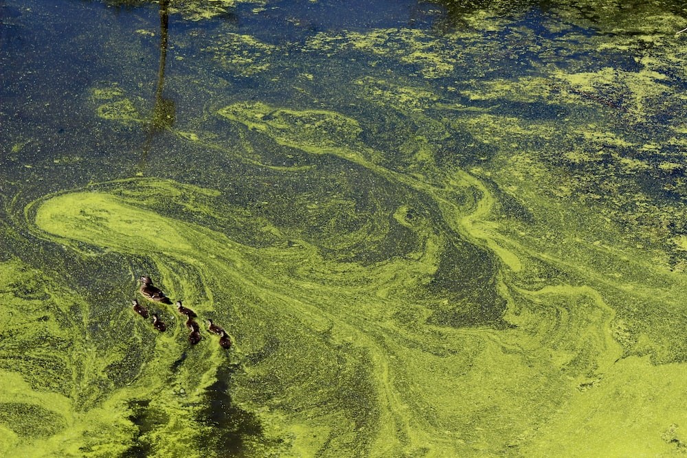 Controlling Harmful Algal Blooms