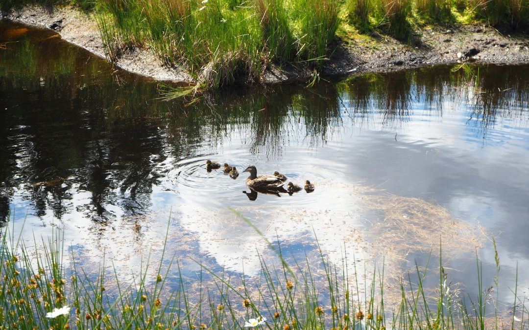 Waters of the United States: Updates Regarding Proposed Rule