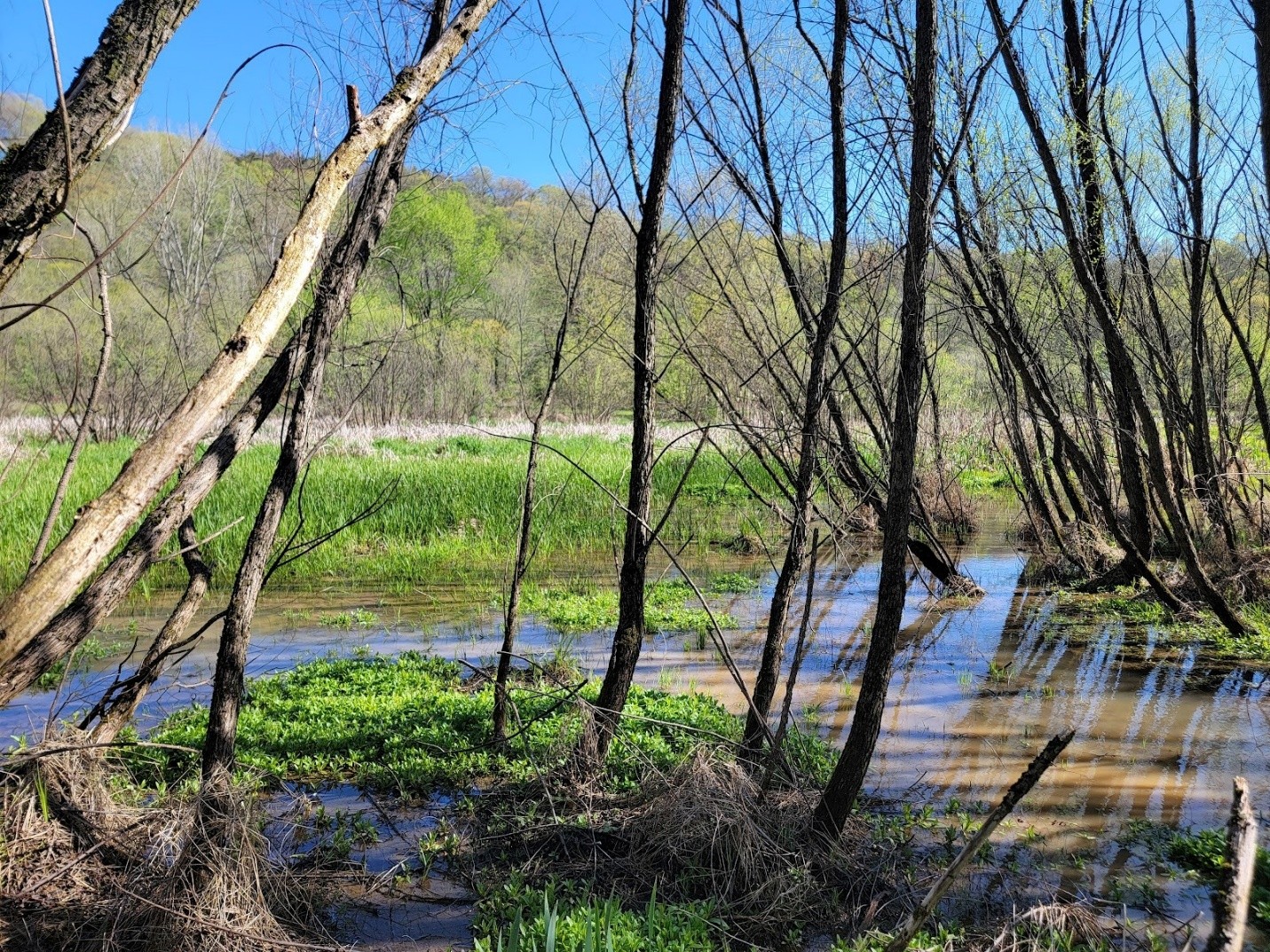 A marsh with green grass and trees growing out of the water.