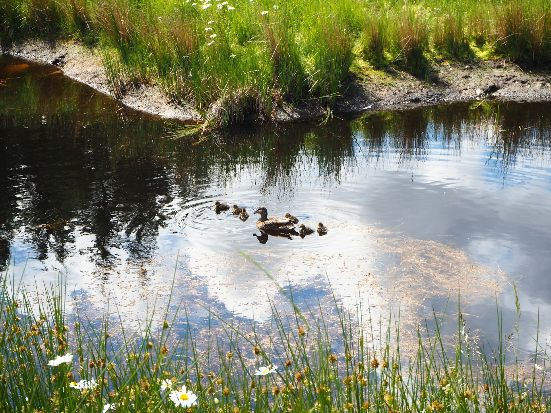 A family of ducks swimming through a pond.