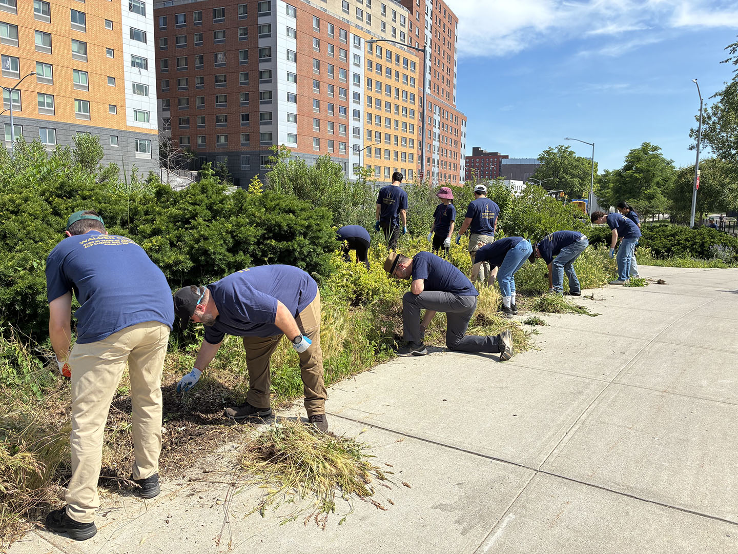 Walden volunteers pulling weeds.