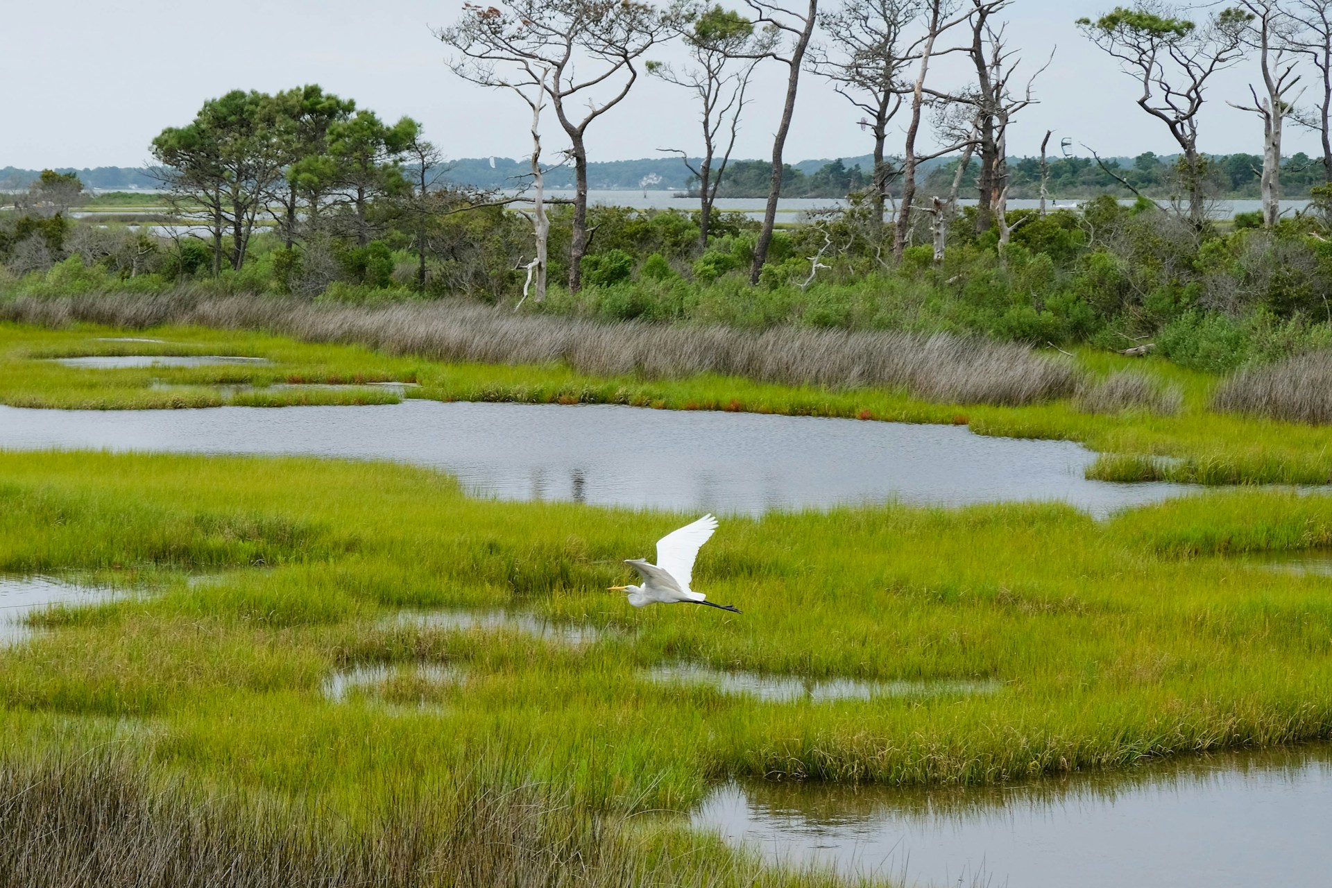 An egret flying over a wetland.